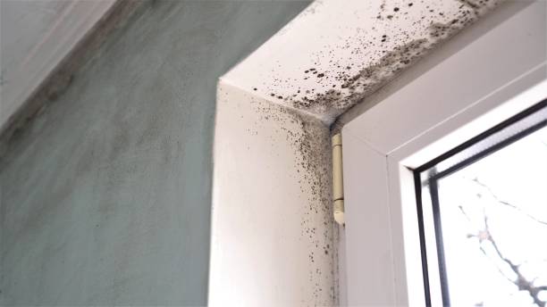 Best Emergency Mold Removal  in Flandreau, SD