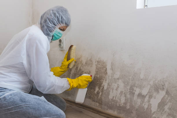 Best Certified Mold Removal  in Flandreau, SD