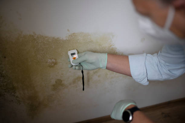 Home Mold Removal in Flandreau, SD