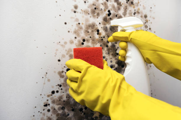 Certified Mold Removal in Flandreau, SD