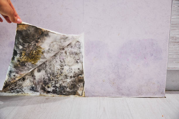 Mold Testing and Removal in Flandreau, SD
